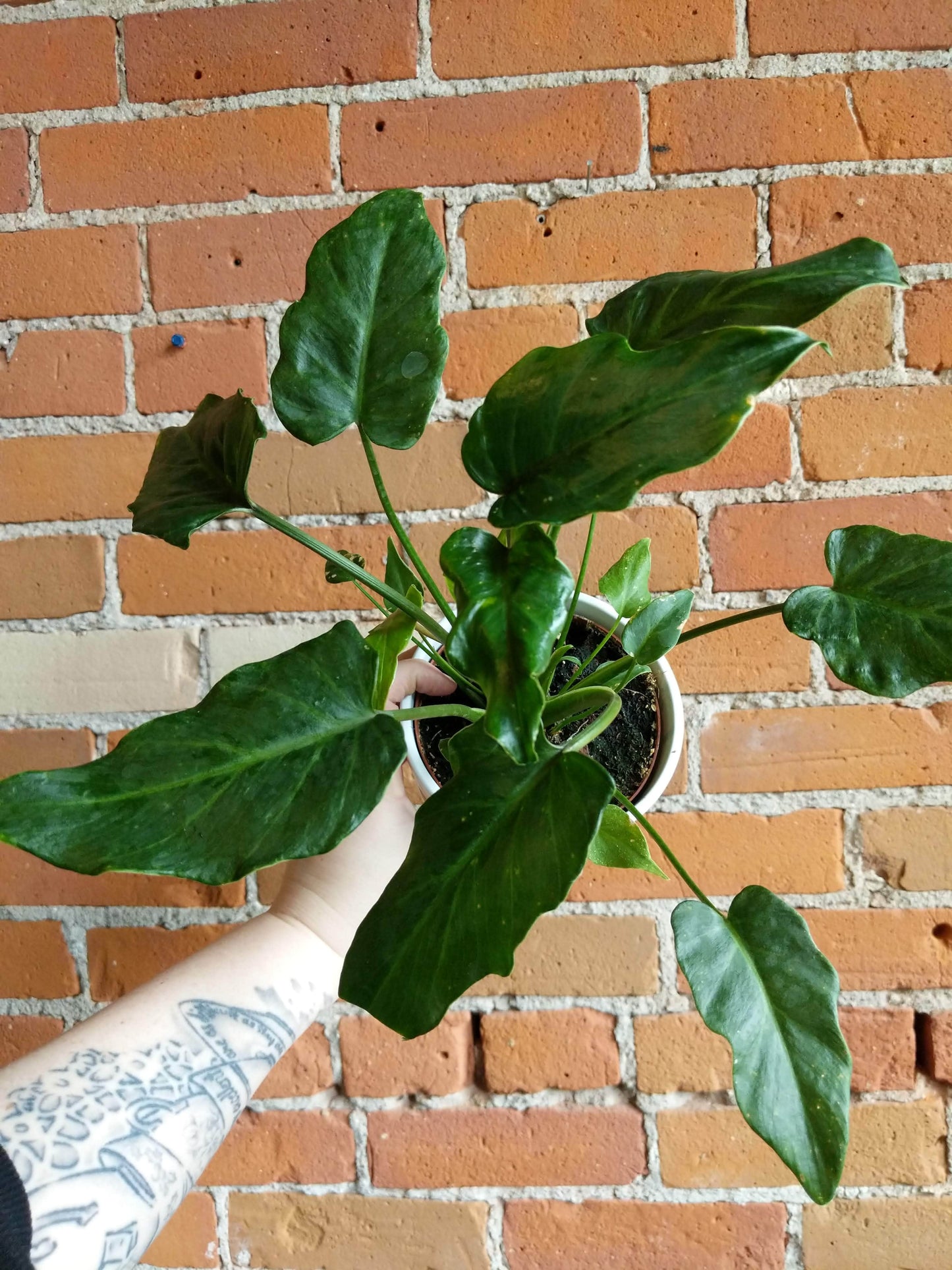 Plant Goals Plant Shop 5" Philodendron Xanadu