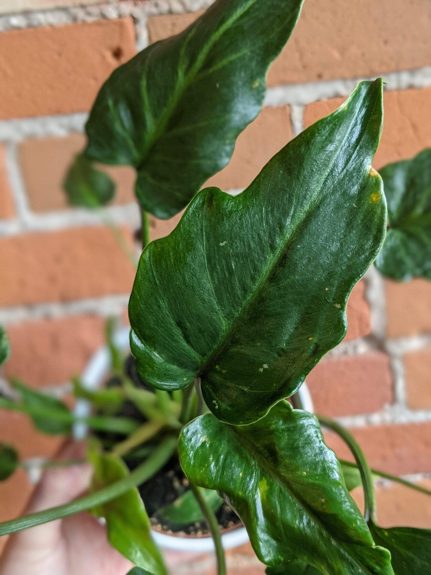 Plant Goals Plant Shop 5" Philodendron Xanadu