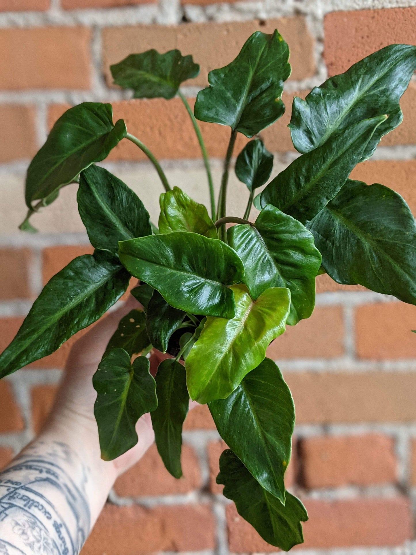 Plant Goals Plant Shop 5" Philodendron Xanadu