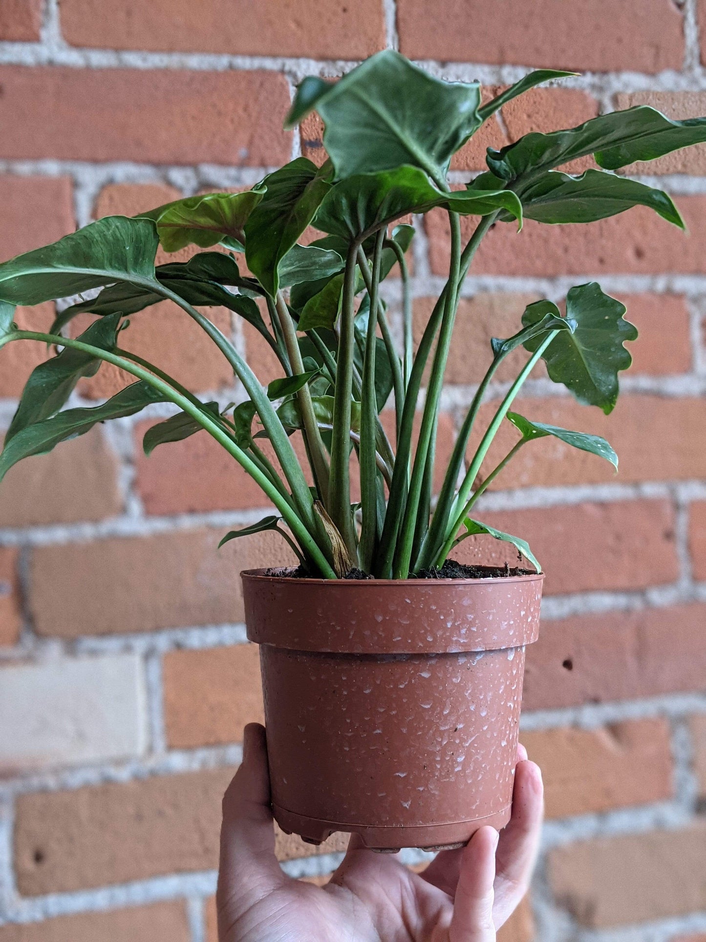Plant Goals Plant Shop 5" Philodendron Xanadu