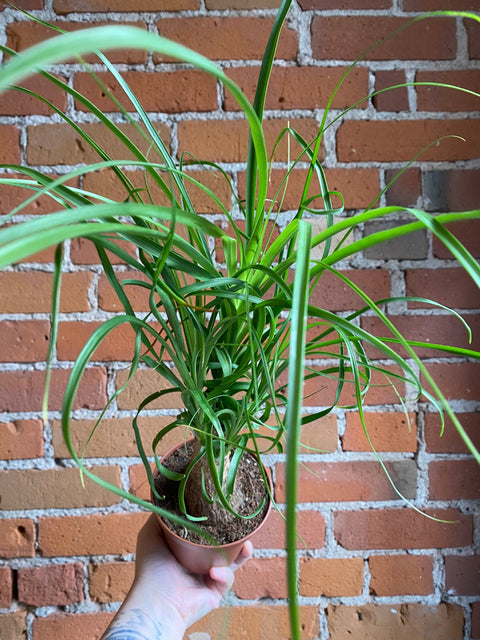 Plant Goals Plant Shop 5" Ponytail Palm