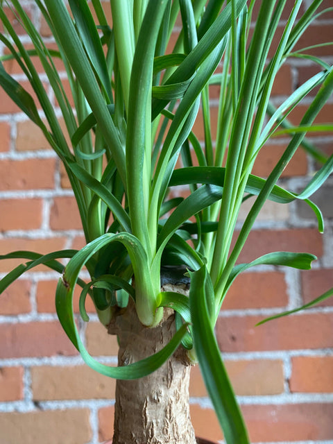 Plant Goals Plant Shop 5" Ponytail Palm