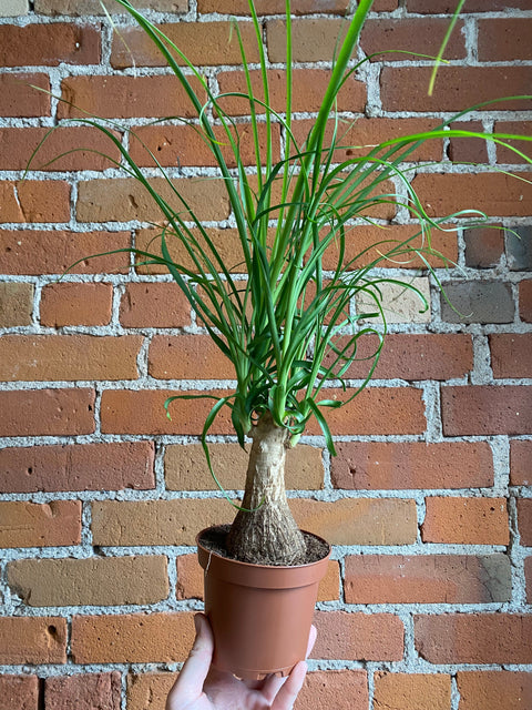 Plant Goals Plant Shop 5" Ponytail Palm