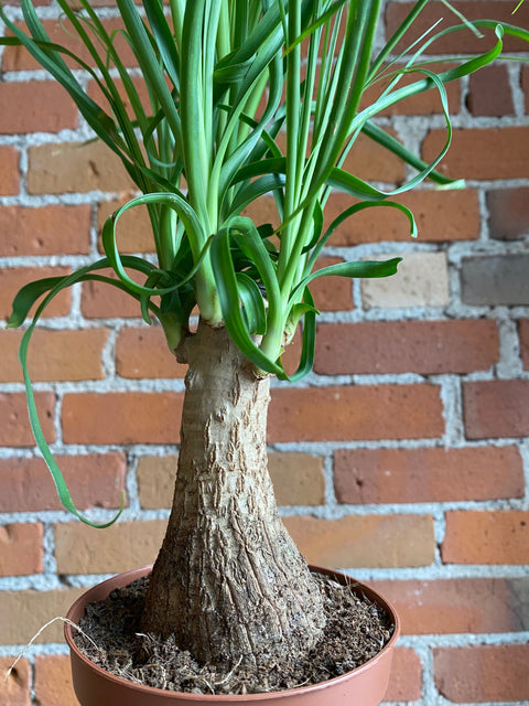 Plant Goals Plant Shop 5" Ponytail Palm