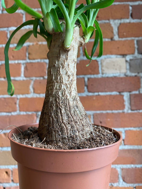 Plant Goals Plant Shop 5" Ponytail Palm