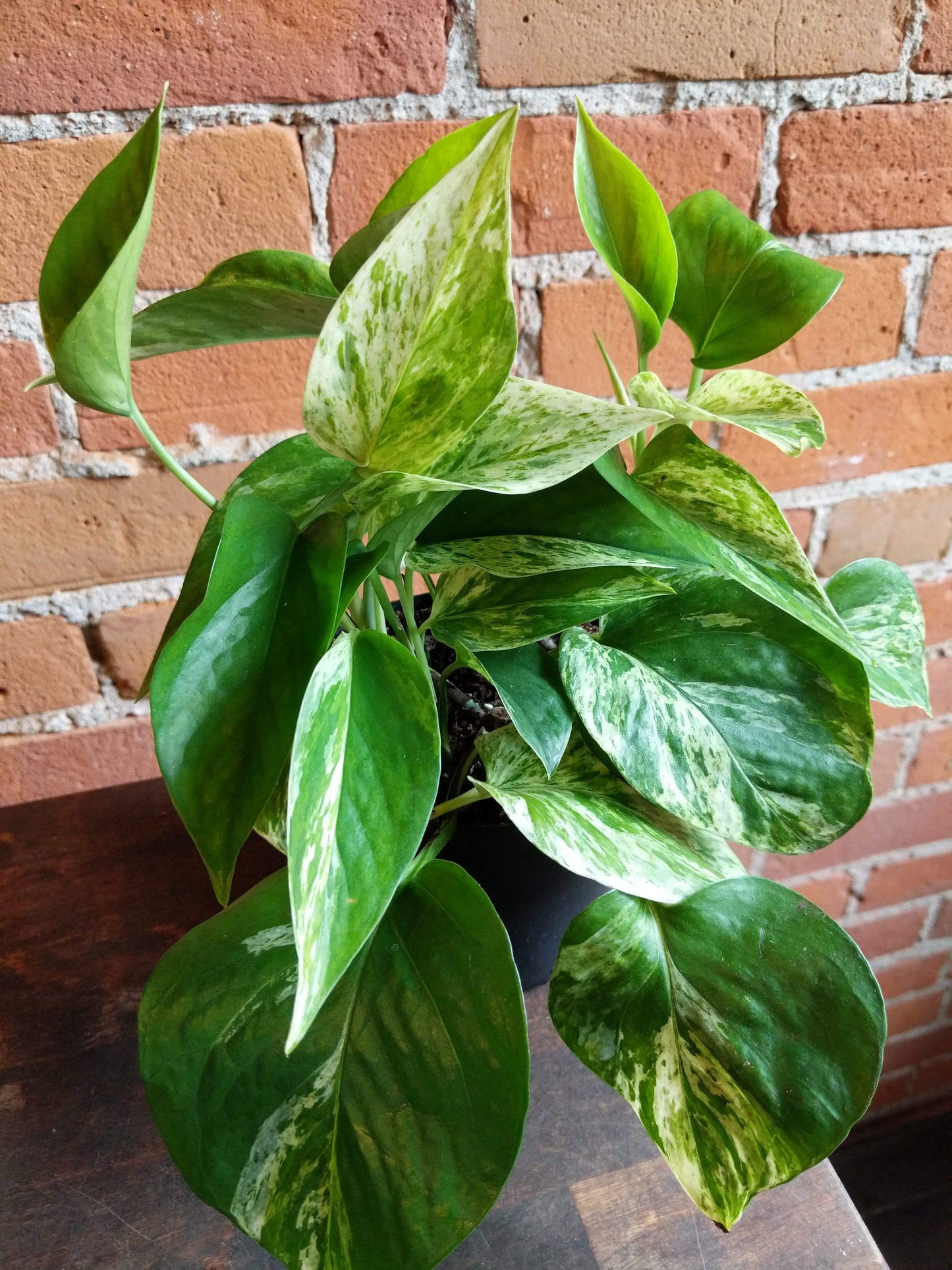 Plant Goals Plant Shop 5" Pothos Marble Queen