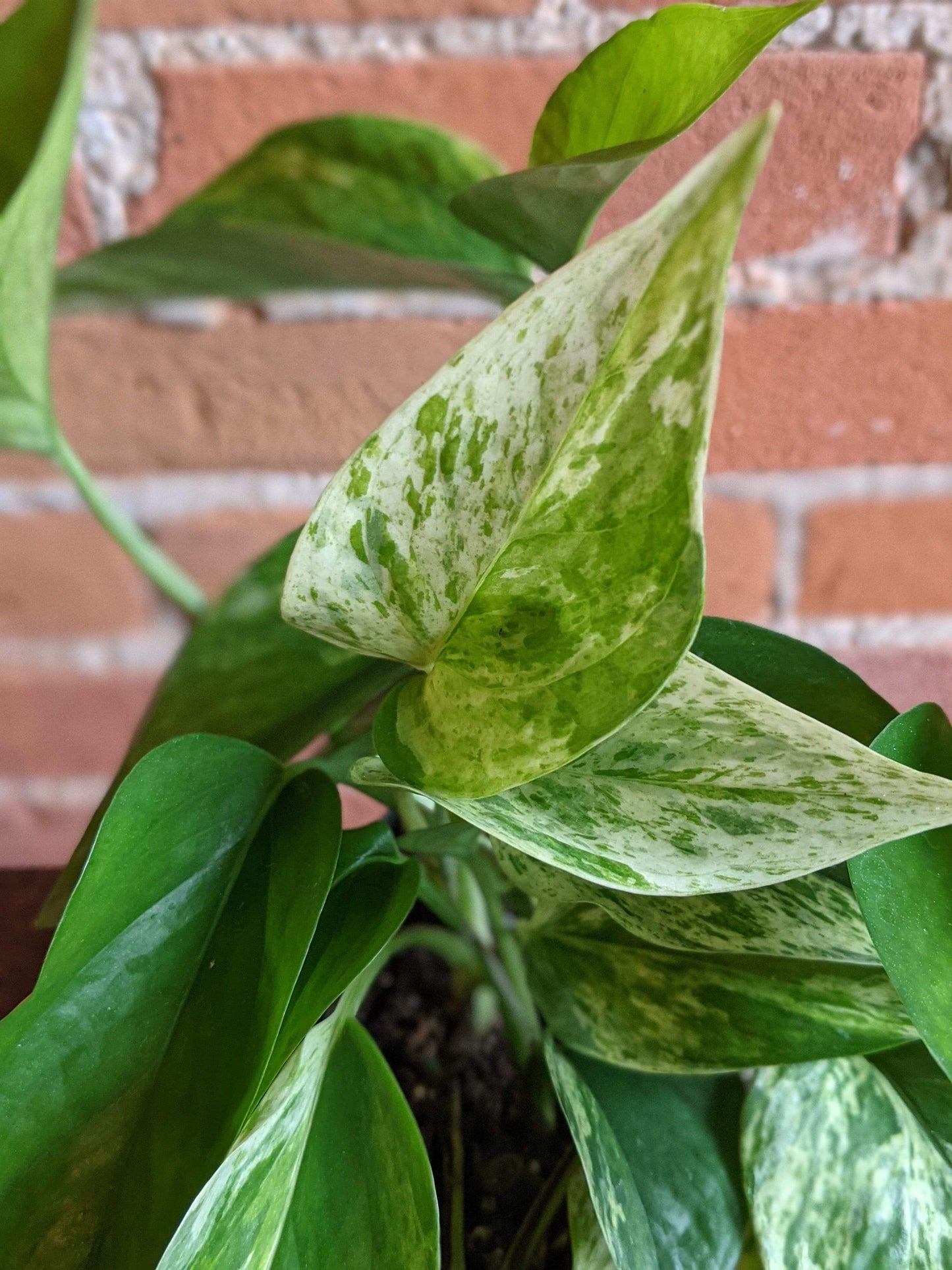 Plant Goals Plant Shop 5" Pothos Marble Queen