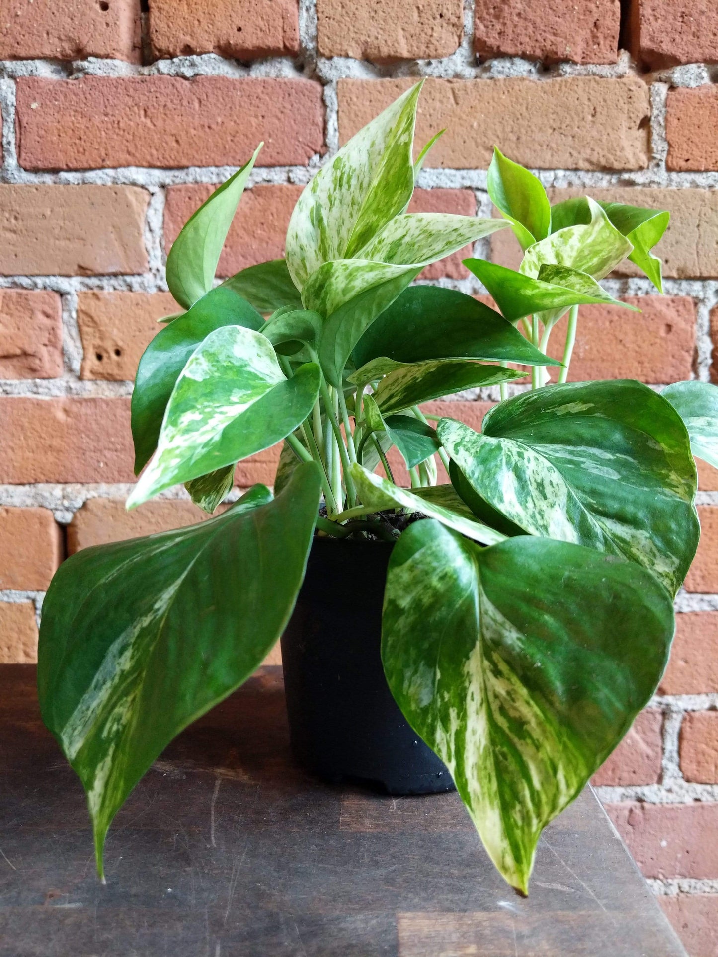 Plant Goals Plant Shop 5" Pothos Marble Queen