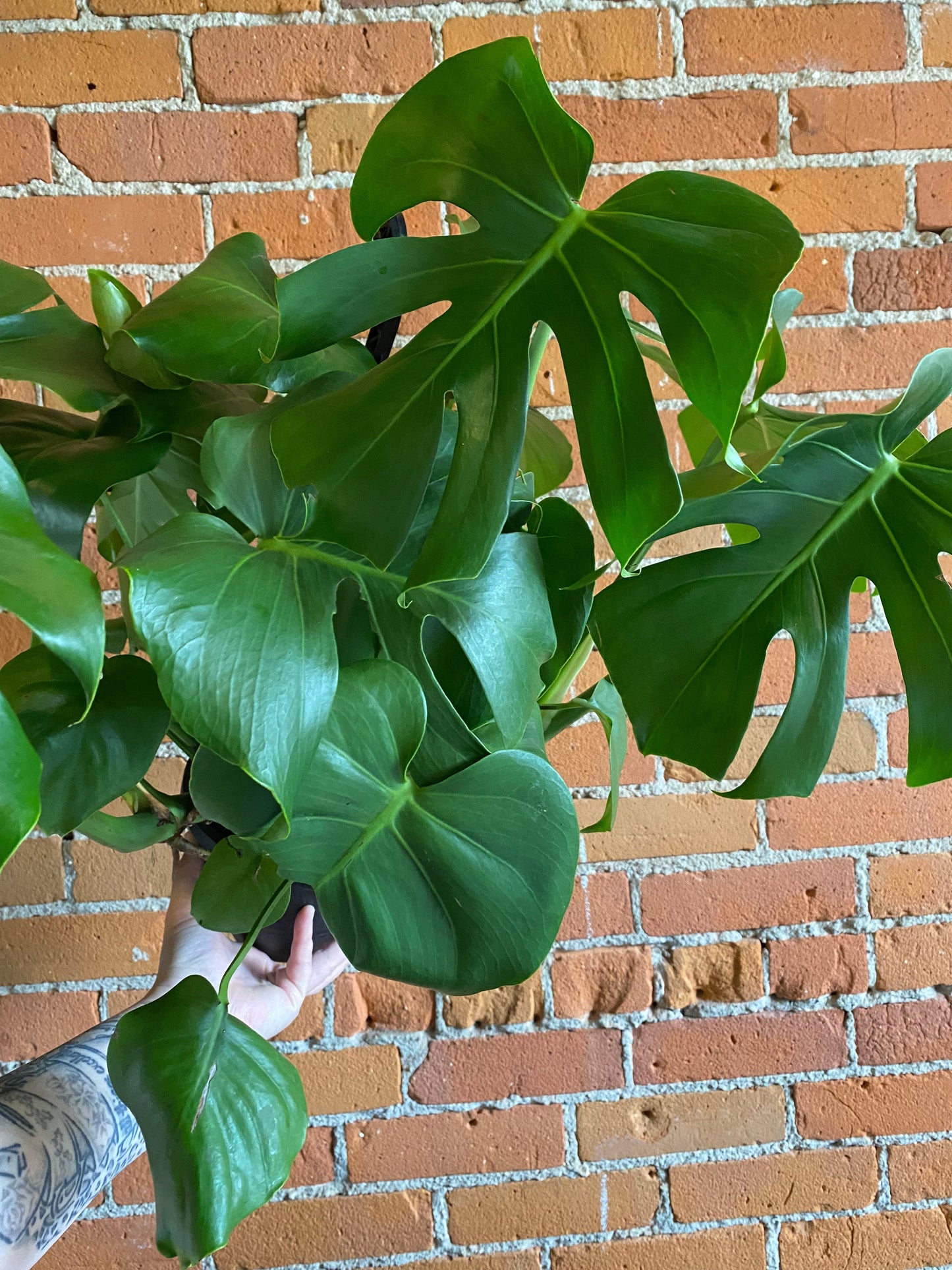 Plant Goals Plant Shop 6.5" Monstera Deliciosa Hanging Basket