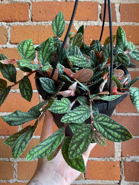 Plant Goals Plant Shop 6.5" Pellionia Pulchra Hanging Basket