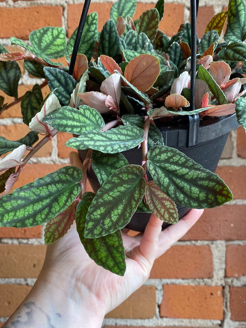 Plant Goals Plant Shop 6.5" Pellionia Pulchra Hanging Basket