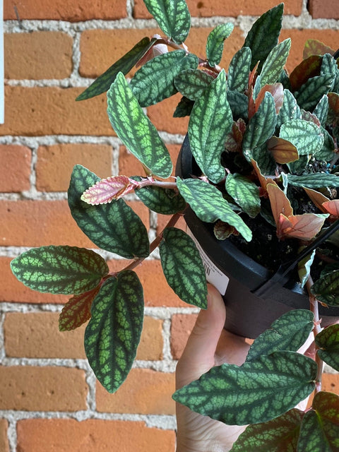 Plant Goals Plant Shop 6.5" Pellionia Pulchra Hanging Basket