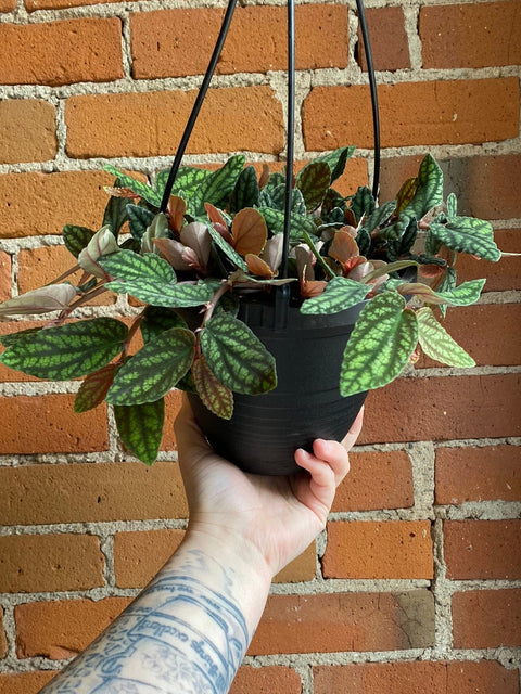 Plant Goals Plant Shop 6.5" Pellionia Pulchra Hanging Basket