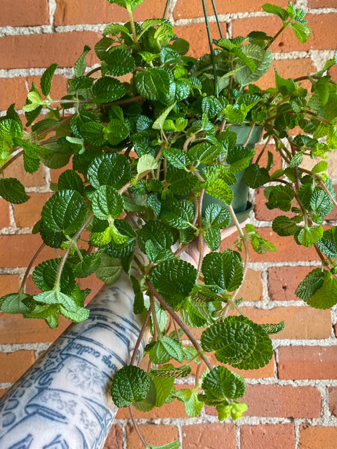 Plant Goals Plant Shop 6.5" Pilea Creeping Charlie | Friendship Plant