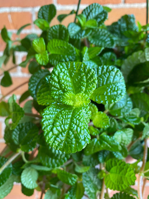 Plant Goals Plant Shop 6.5" Pilea Creeping Charlie | Friendship Plant