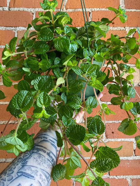 Plant Goals Plant Shop 6.5" Pilea Creeping Charlie | Friendship Plant