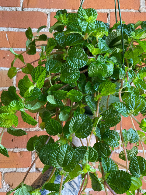 Plant Goals Plant Shop 6.5" Pilea Creeping Charlie | Friendship Plant