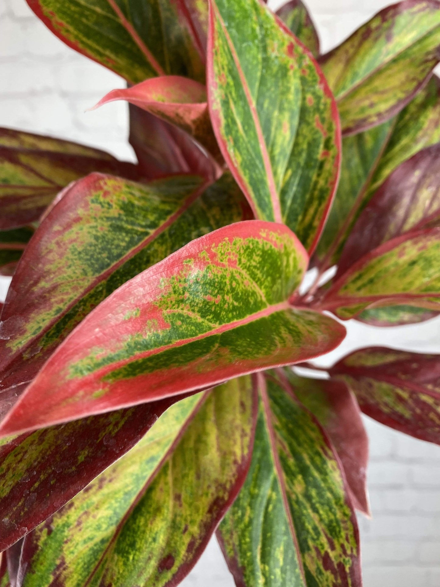 Plant Goals Plant Shop 6" Aglaonema Creta