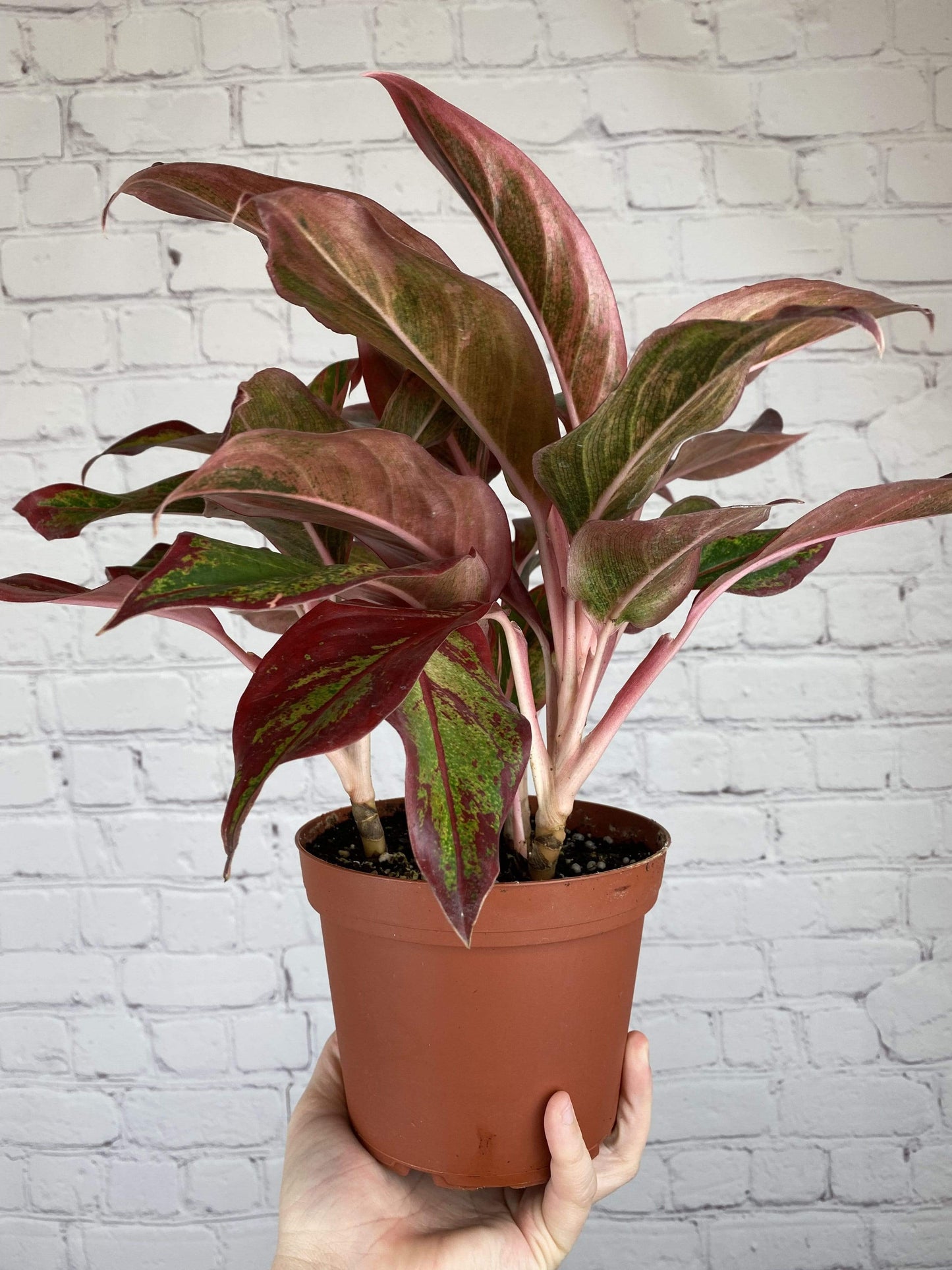 Plant Goals Plant Shop 6" Aglaonema Creta