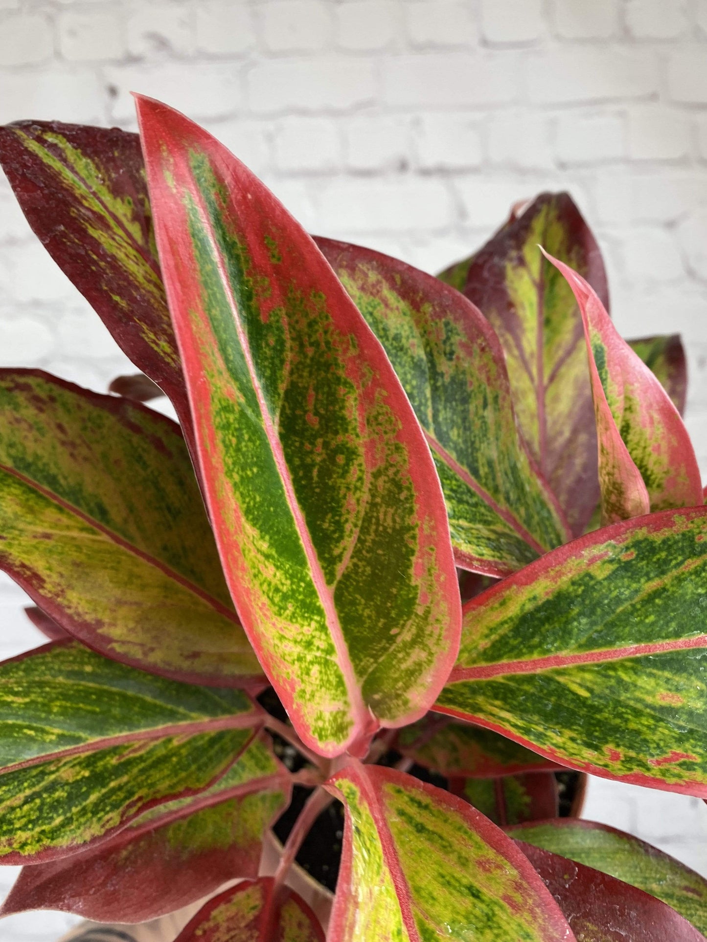 Plant Goals Plant Shop 6" Aglaonema Creta