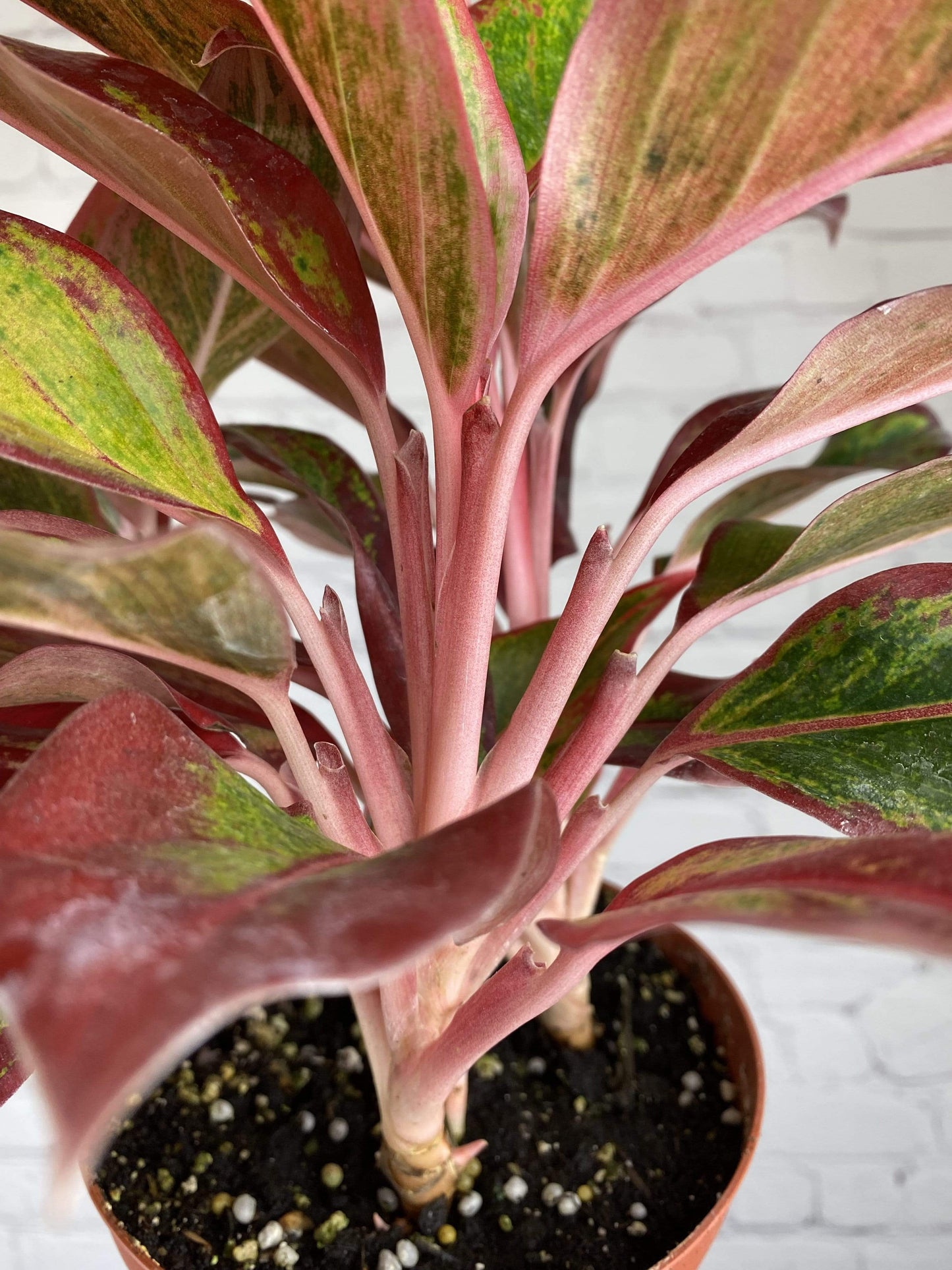 Plant Goals Plant Shop 6" Aglaonema Creta