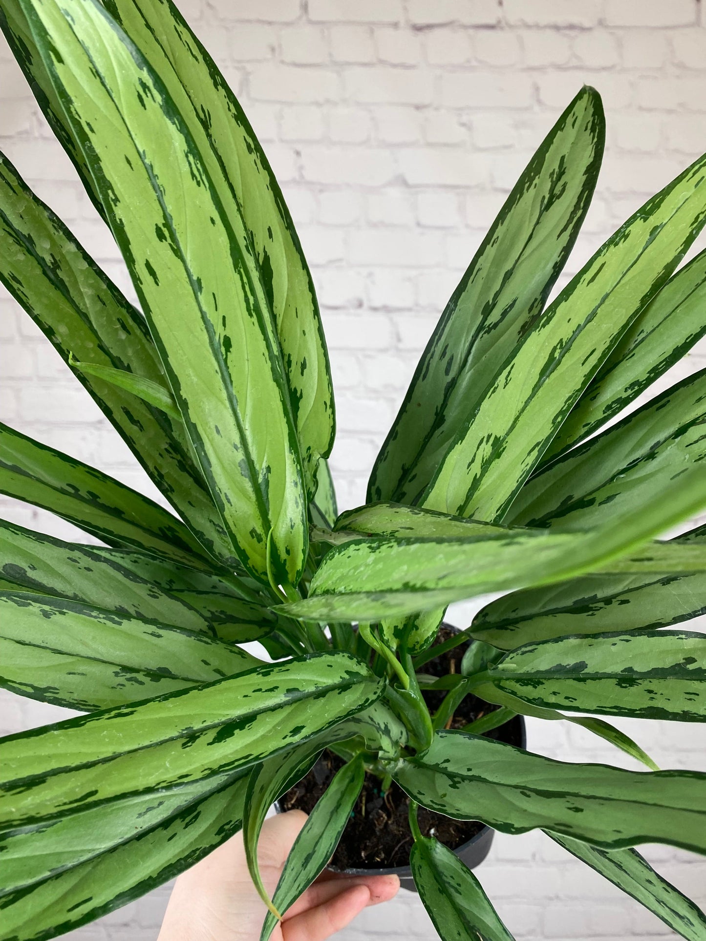 Plant Goals Plant Shop 6" Aglaonema Cutlass