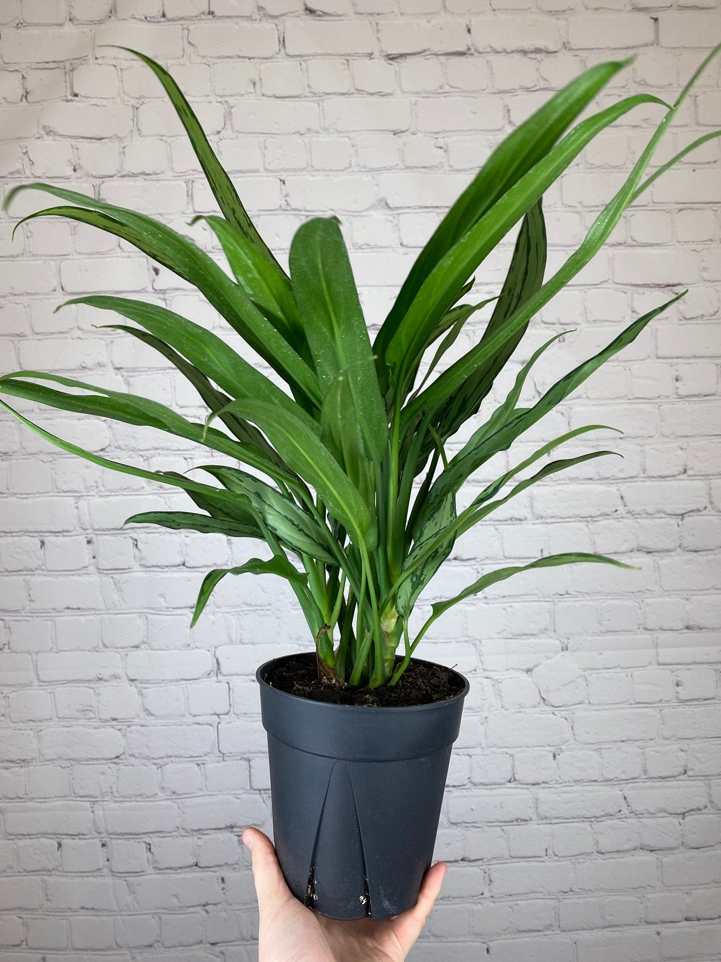 Plant Goals Plant Shop 6" Aglaonema Cutlass