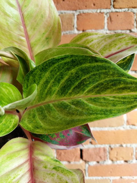 Plant Goals Plant Shop 6" Aglaonema Golden Flourite