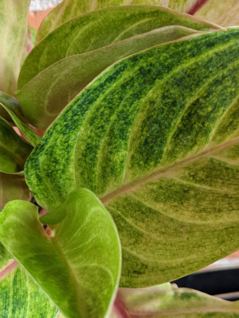 Plant Goals Plant Shop 6" Aglaonema Golden Flourite