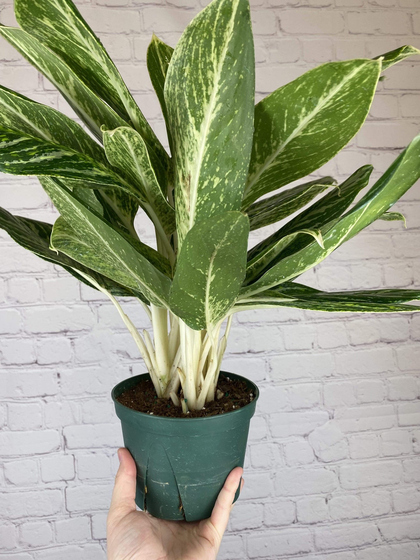 Plant Goals Plant Shop 6" Aglaonema Golden Madonna