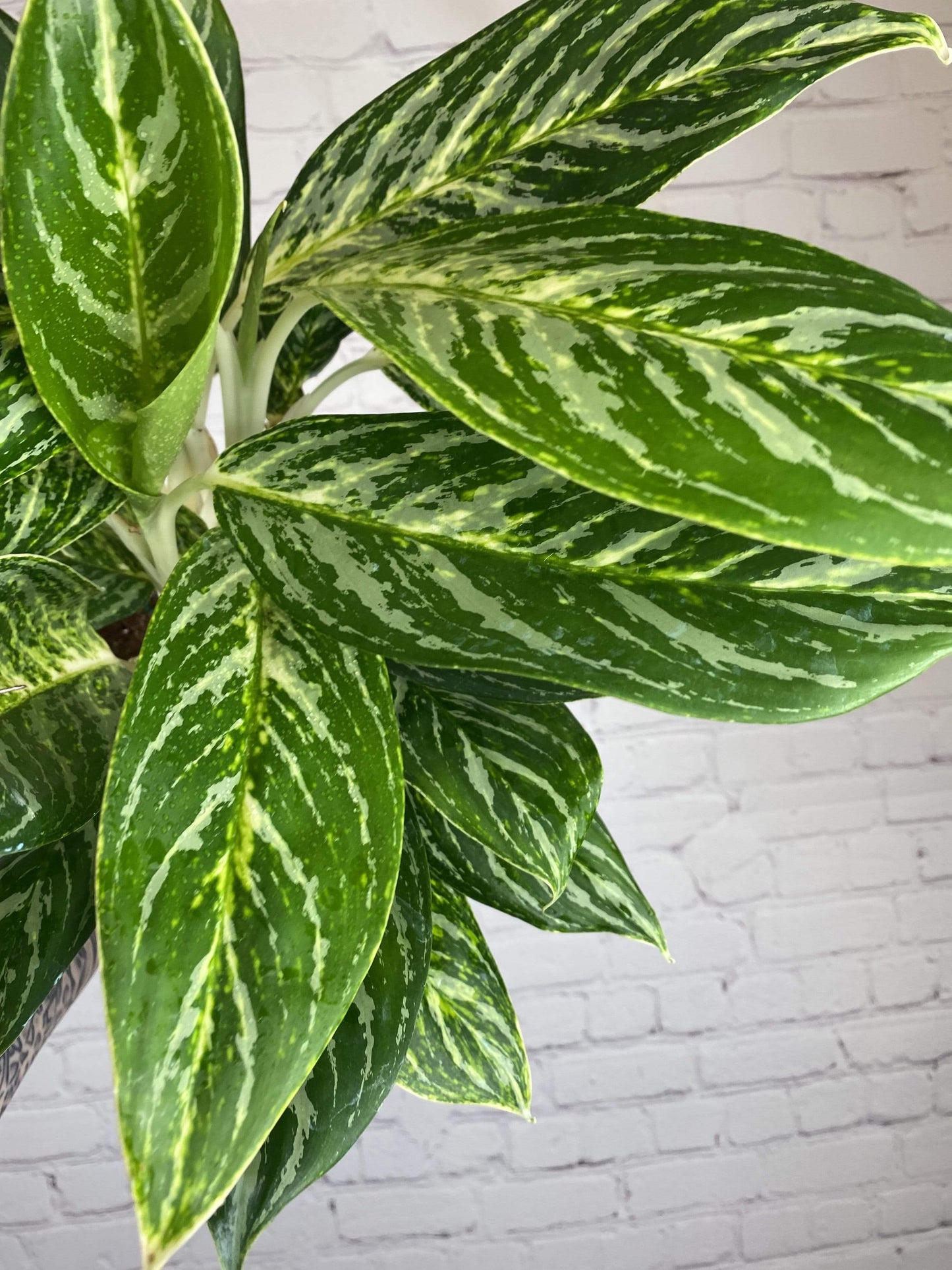 Plant Goals Plant Shop 6" Aglaonema Golden Madonna