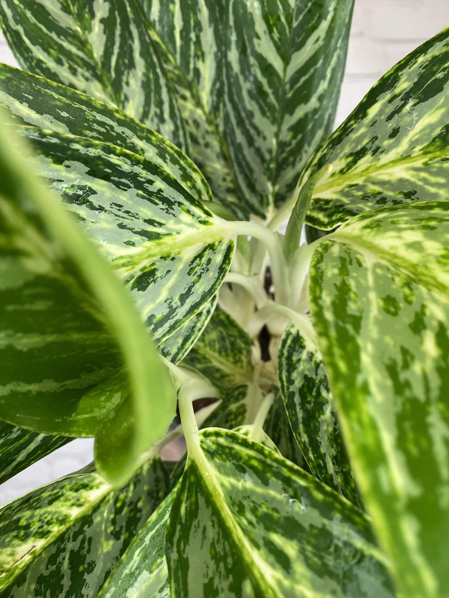 Plant Goals Plant Shop 6" Aglaonema Golden Madonna