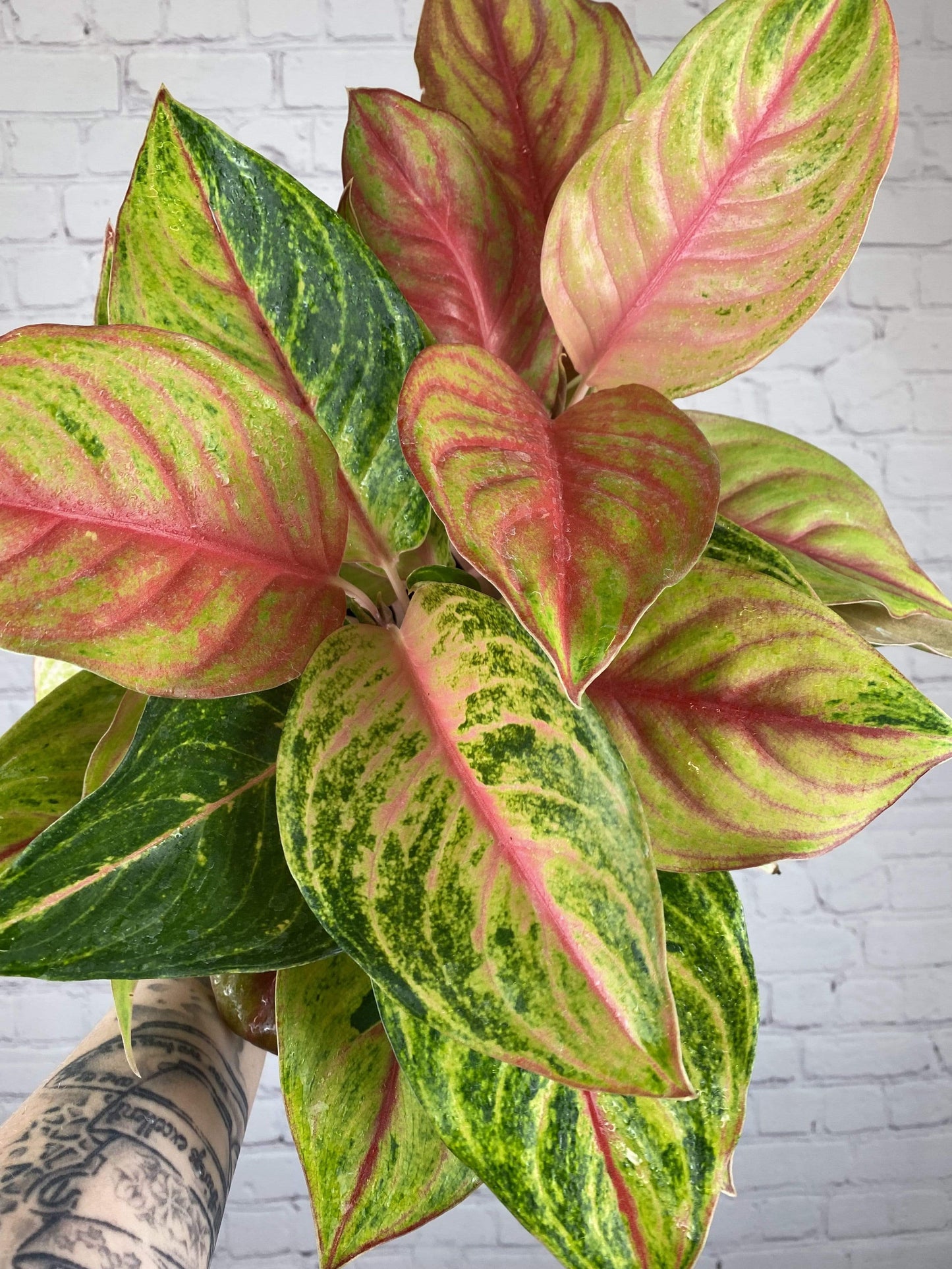 Plant Goals Plant Shop 6" Aglaonema Green Papaya