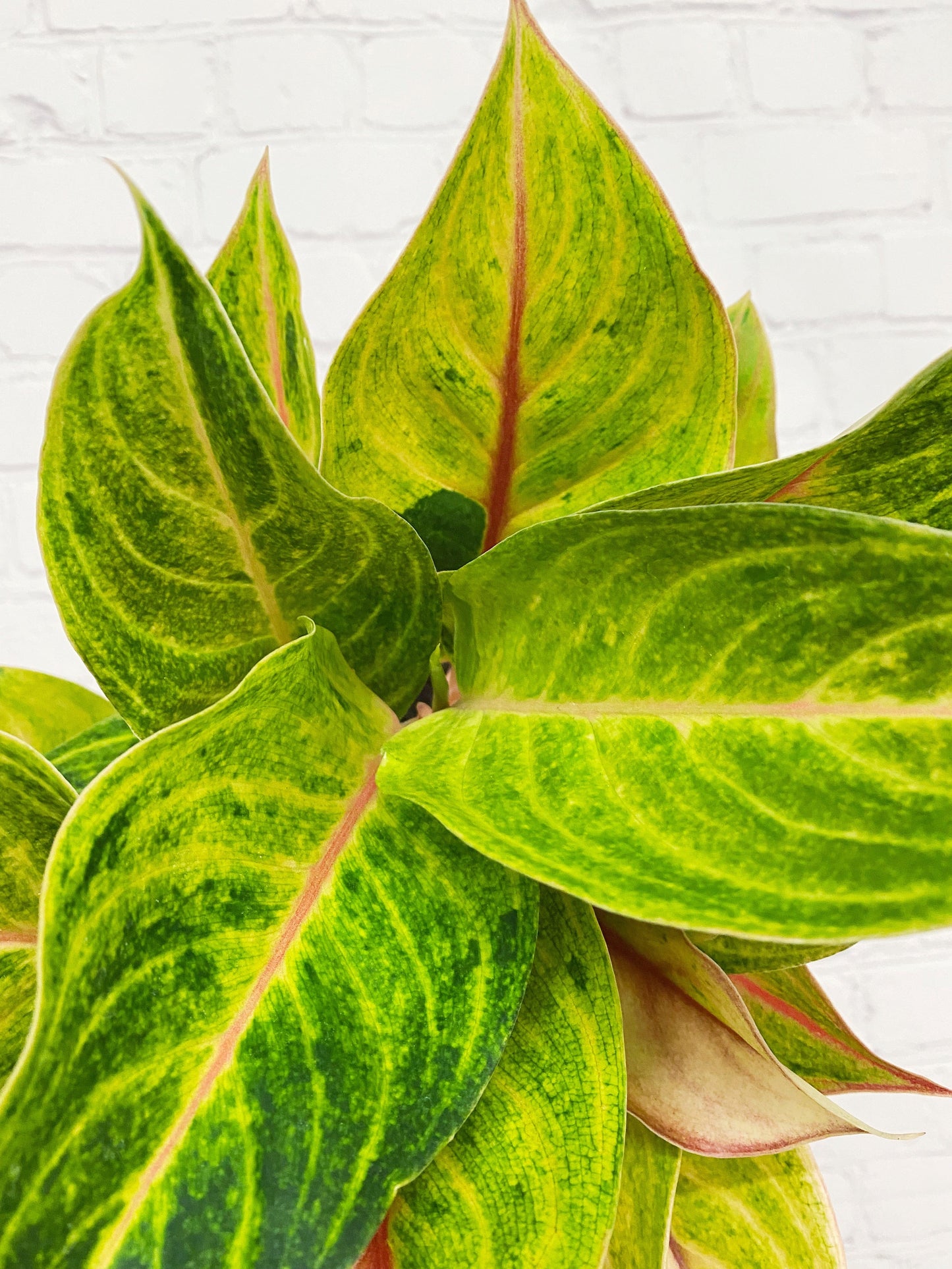 Plant Goals Plant Shop 6" Aglaonema Green Papaya