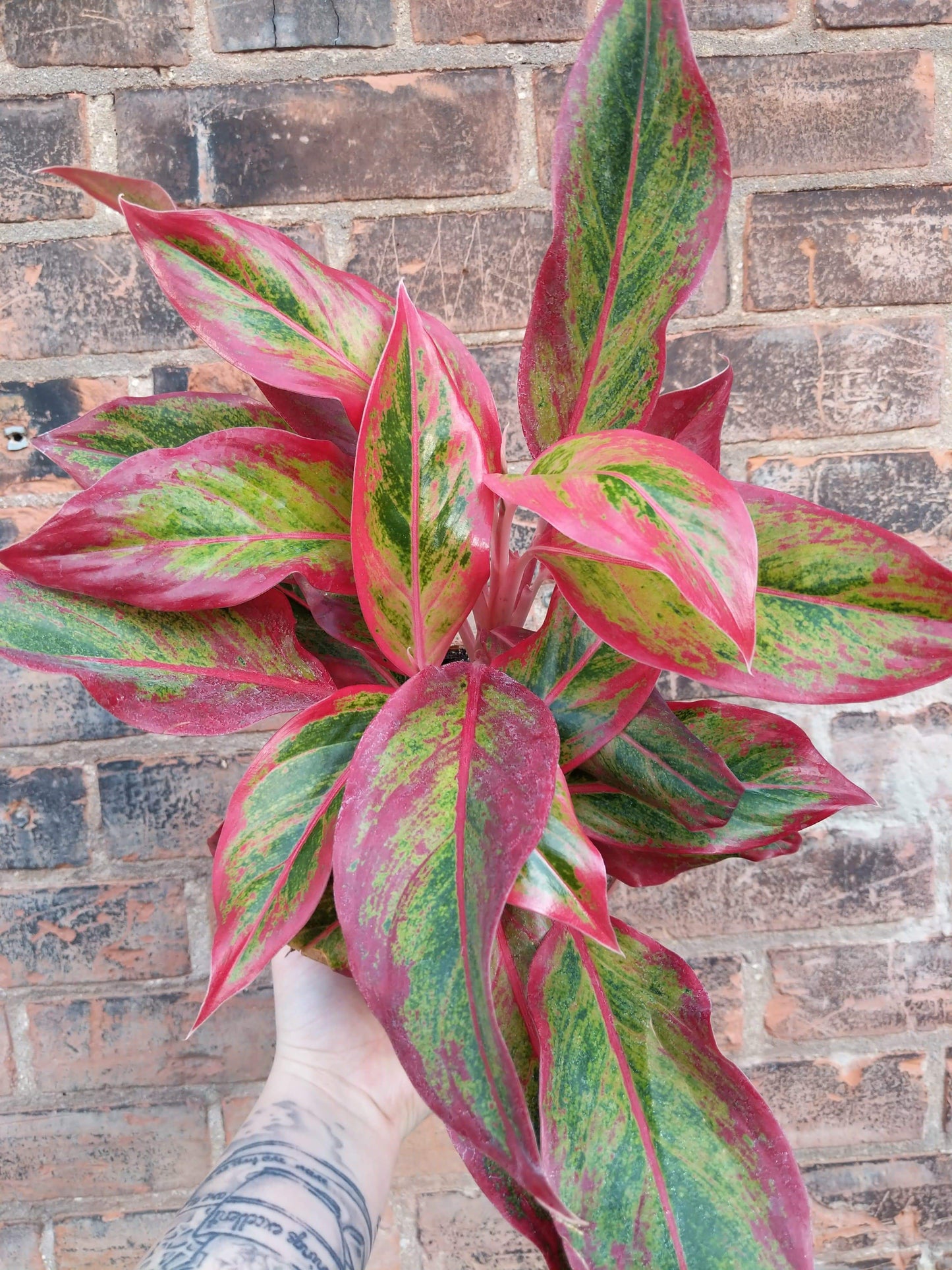 Plant Goals Plant Shop 6" Aglaonema Misha