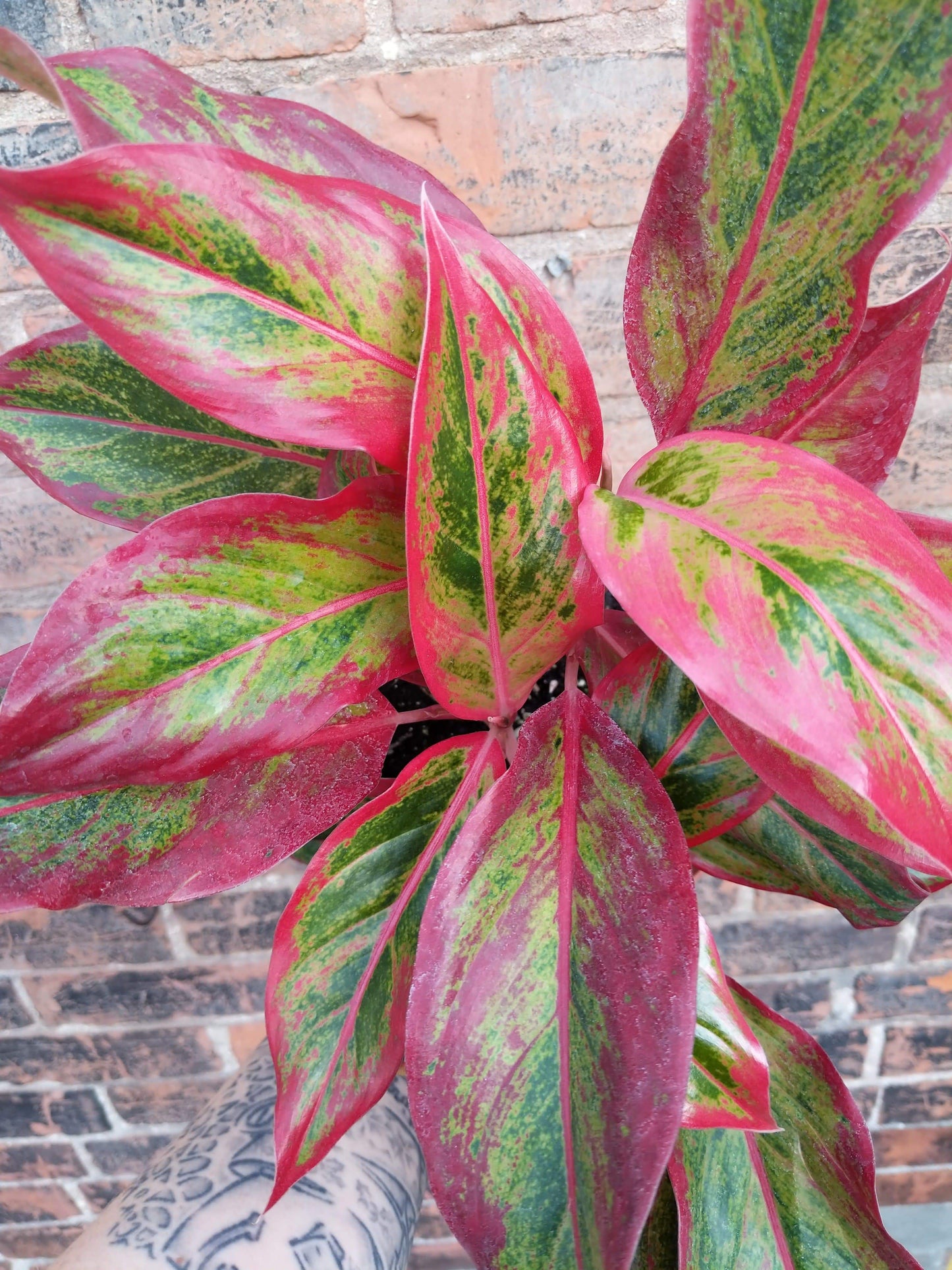 Plant Goals Plant Shop 6" Aglaonema Misha