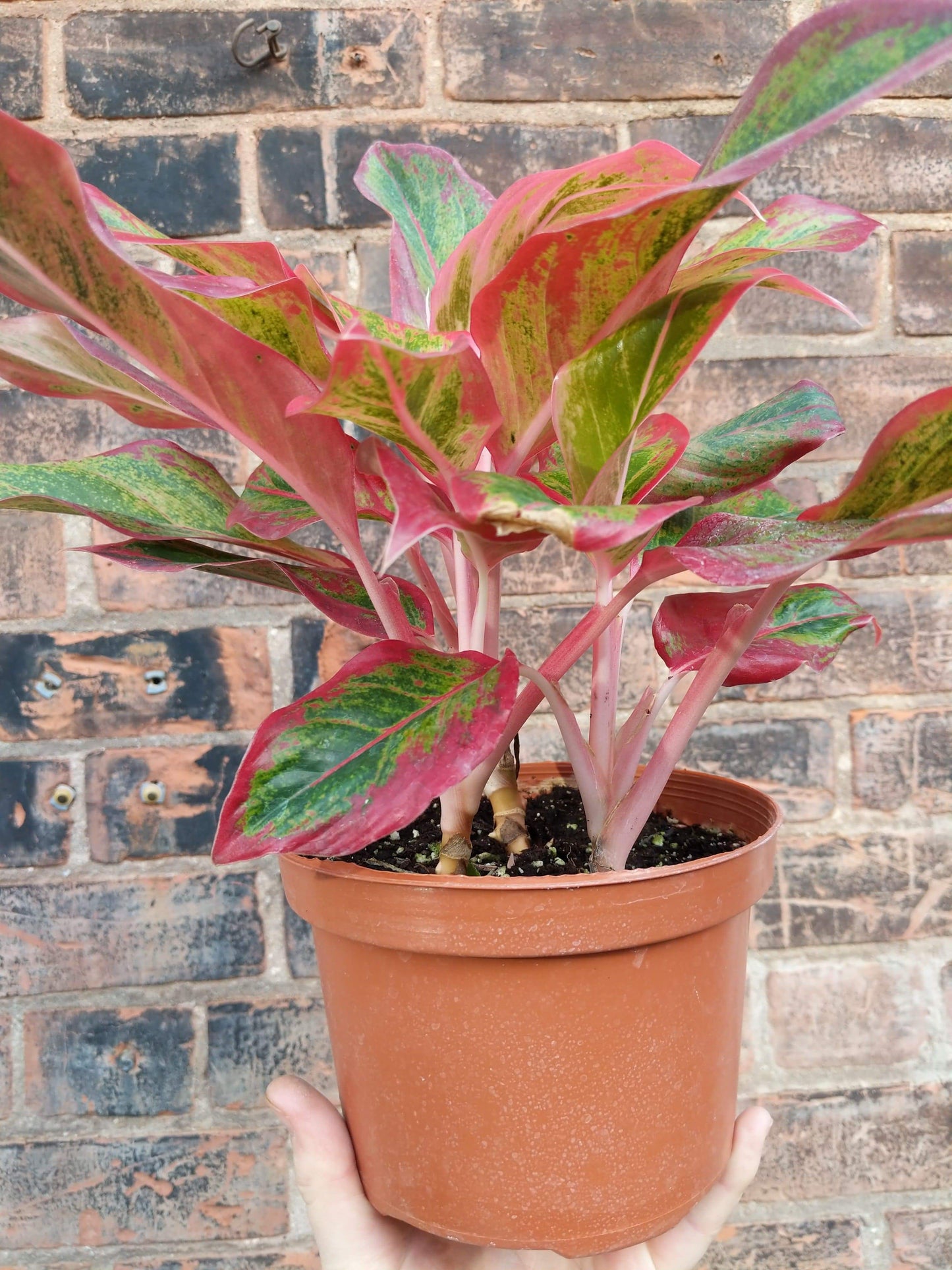 Plant Goals Plant Shop 6" Aglaonema Misha