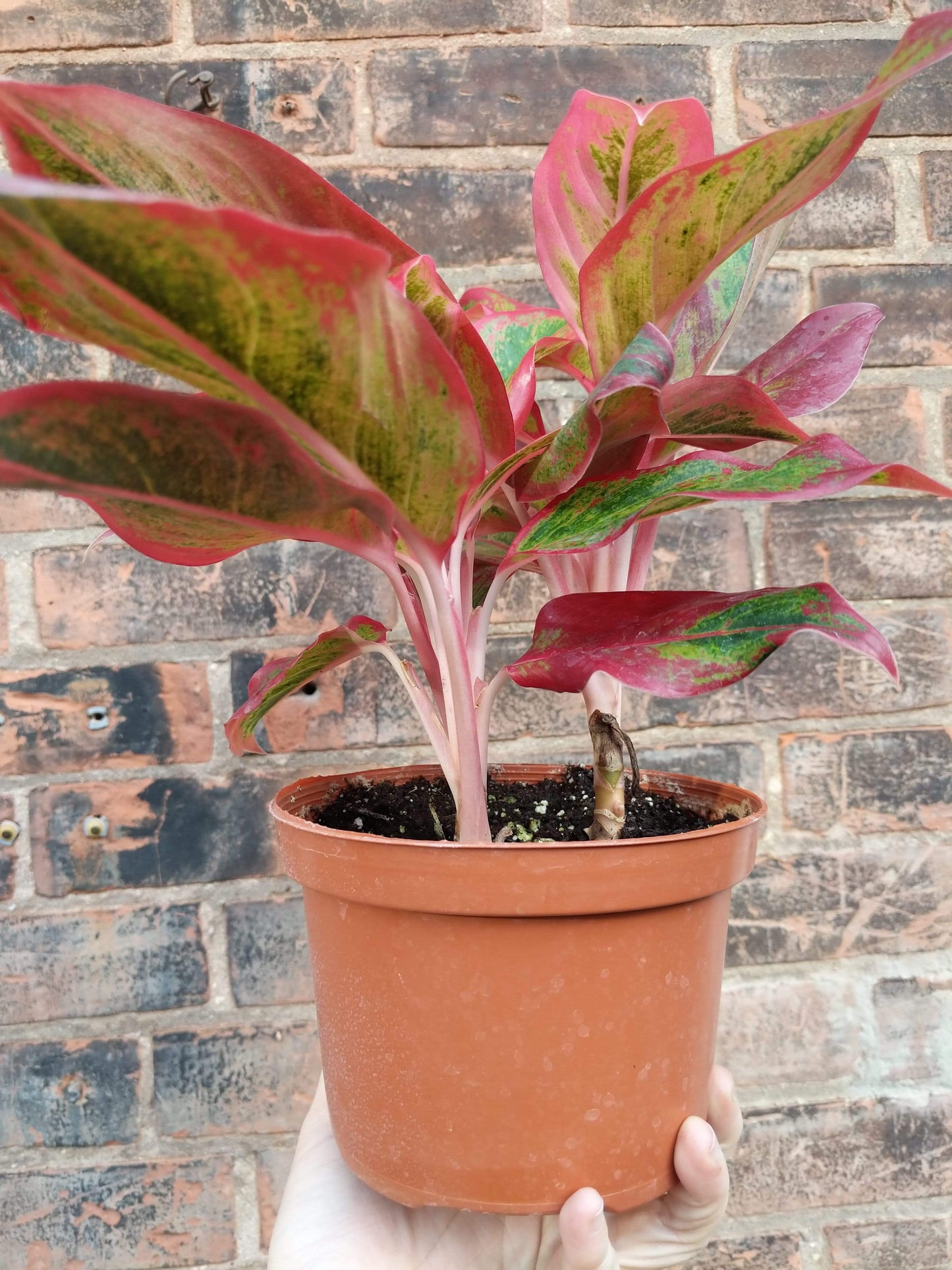 Plant Goals Plant Shop 6" Aglaonema Misha