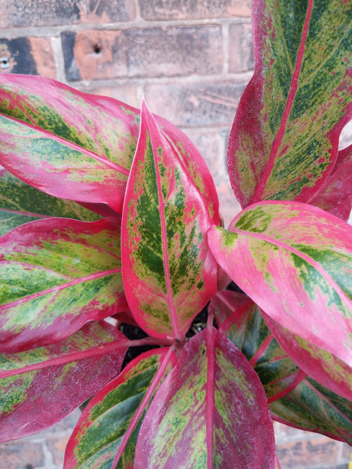 Plant Goals Plant Shop 6" Aglaonema Misha