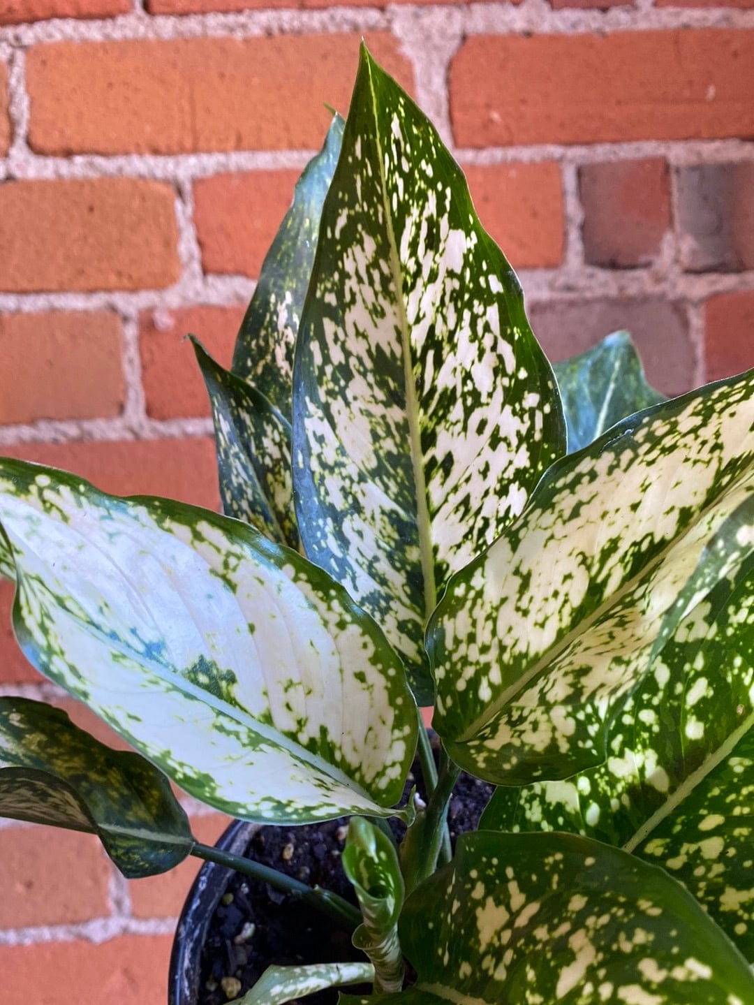 Plant Goals Plant Shop 6" Aglaonema Osaka