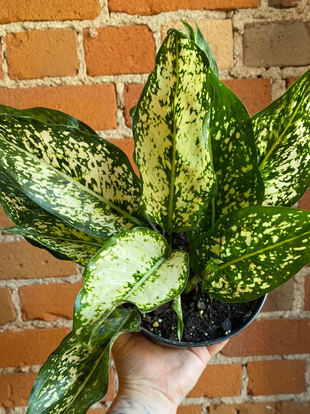 Plant Goals Plant Shop 6" Aglaonema Osaka