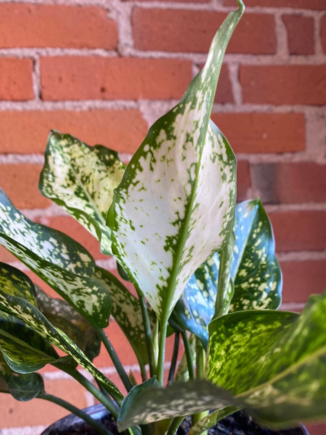 Plant Goals Plant Shop 6" Aglaonema Osaka