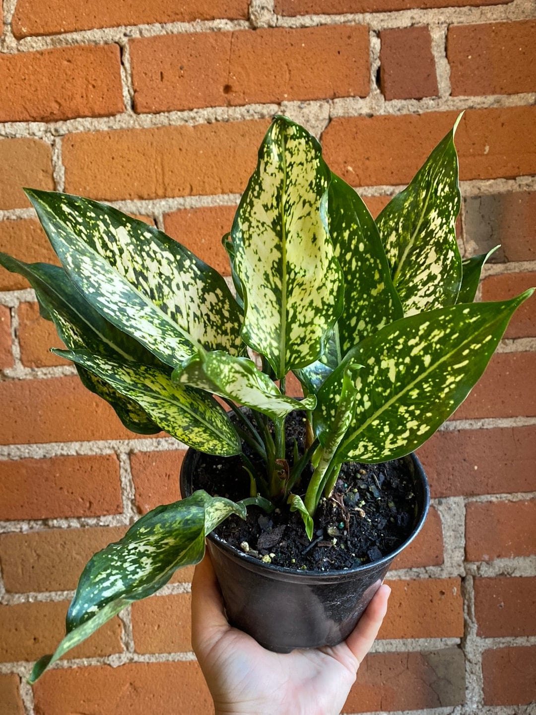 Plant Goals Plant Shop 6" Aglaonema Osaka