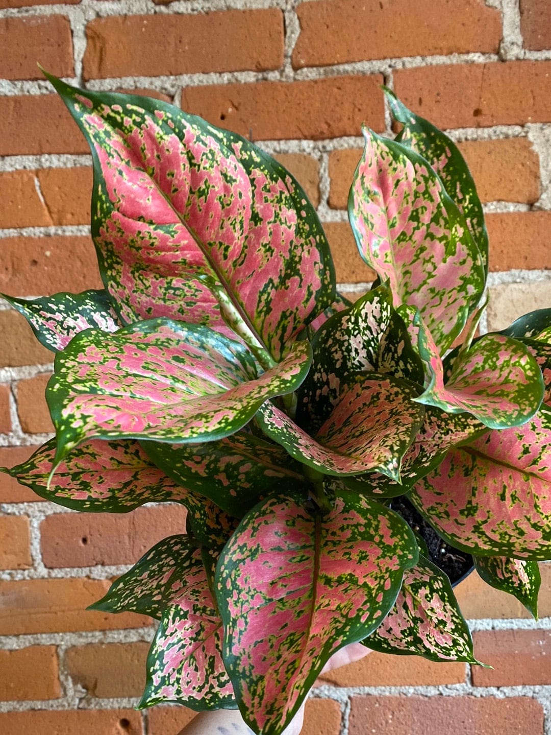 Plant Goals Plant Shop 6" Aglaonema Pink Anyamanee