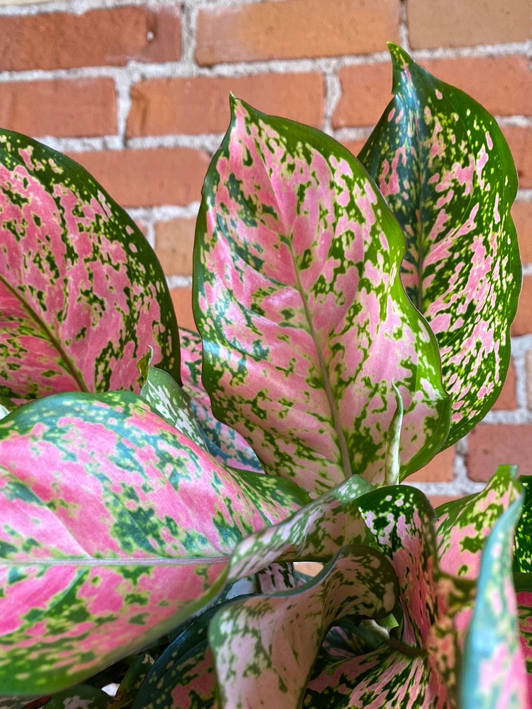Plant Goals Plant Shop 6" Aglaonema Pink Anyamanee