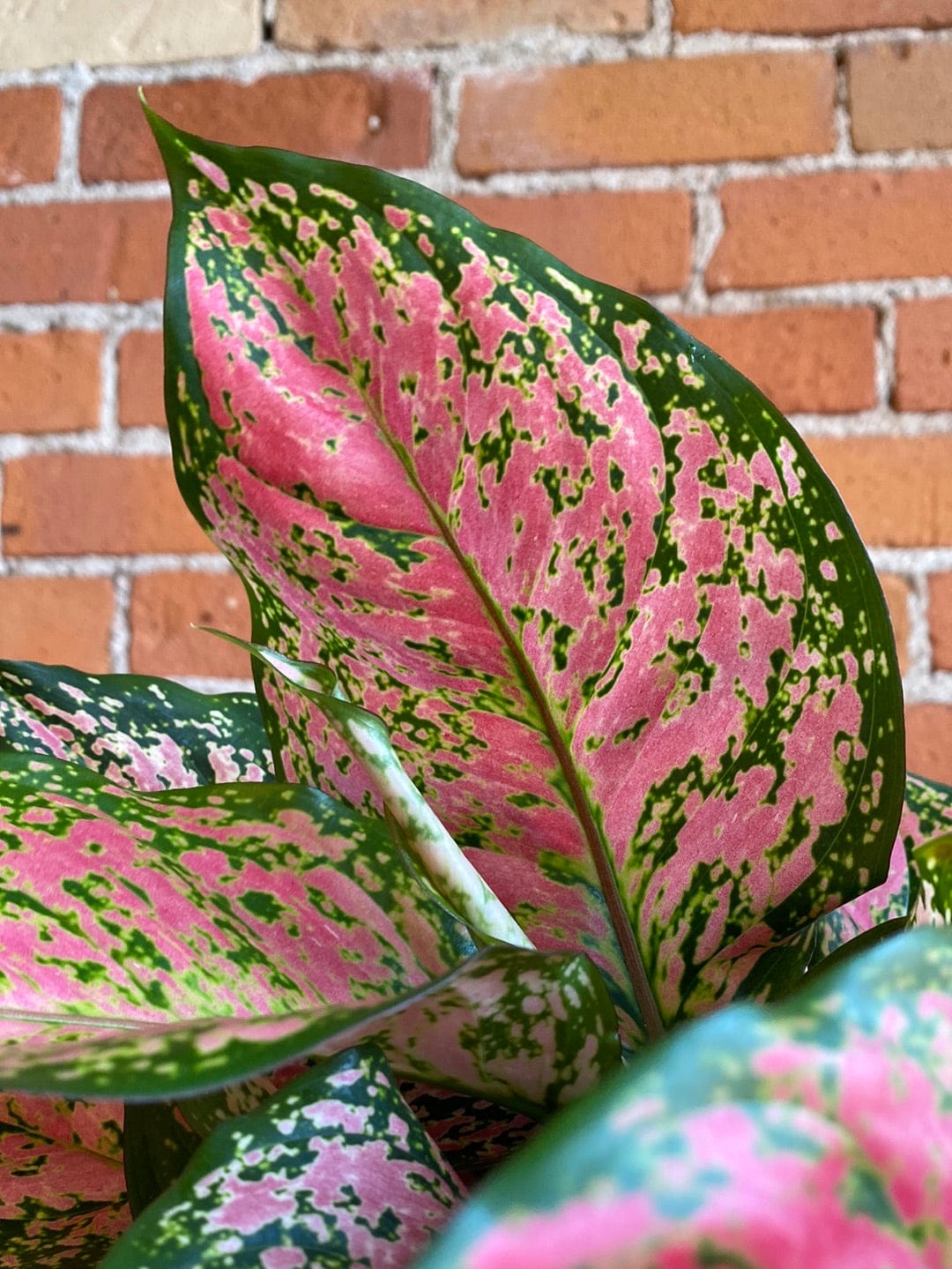 Plant Goals Plant Shop 6" Aglaonema Pink Anyamanee