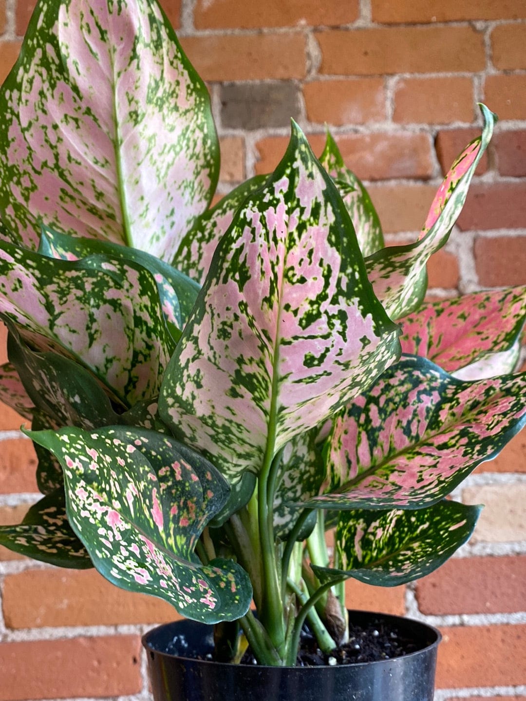 Plant Goals Plant Shop 6" Aglaonema Pink Anyamanee
