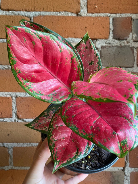 Plant Goals Plant Shop 6" Aglaonema Pink Valentine