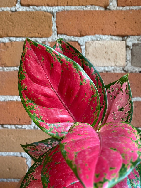Plant Goals Plant Shop 6" Aglaonema Pink Valentine