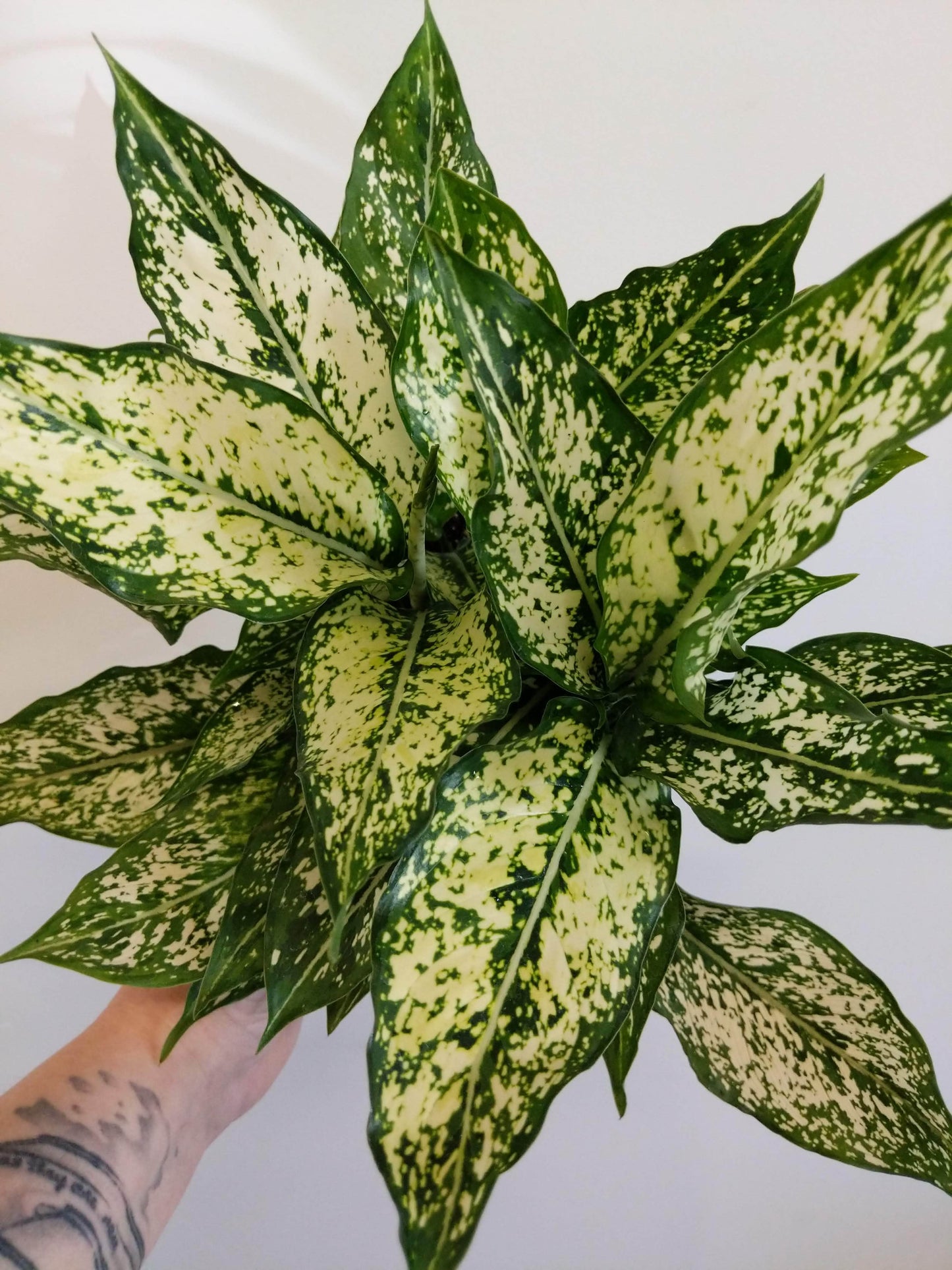 Plant Goals Plant Shop 6" Aglaonema White Dalmatian